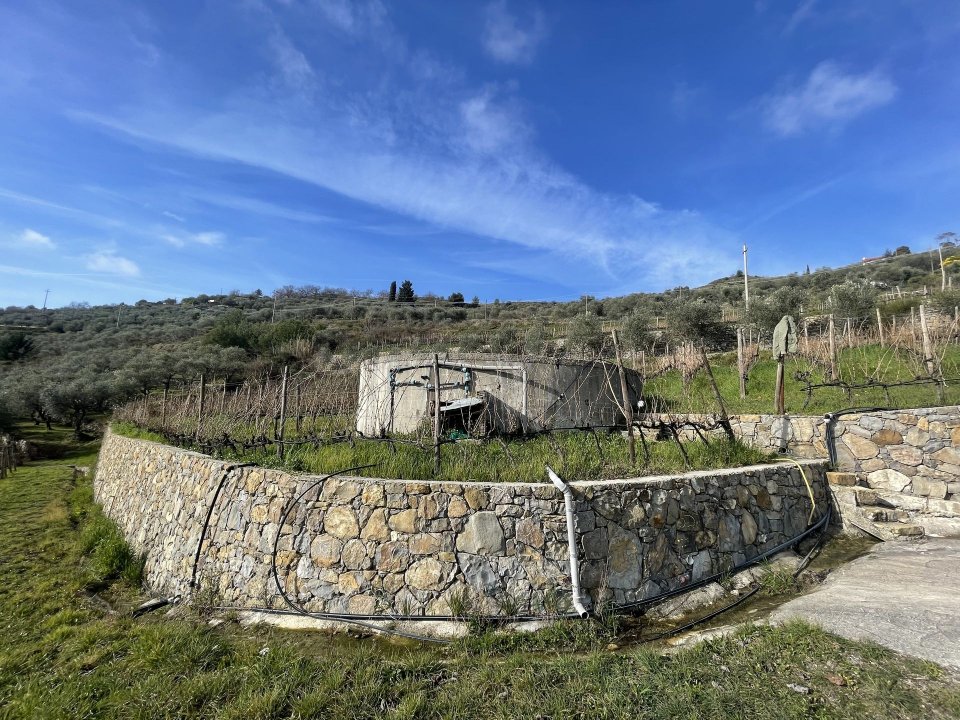 Vendita terreno in zona tranquilla Perinaldo Liguria foto 6
